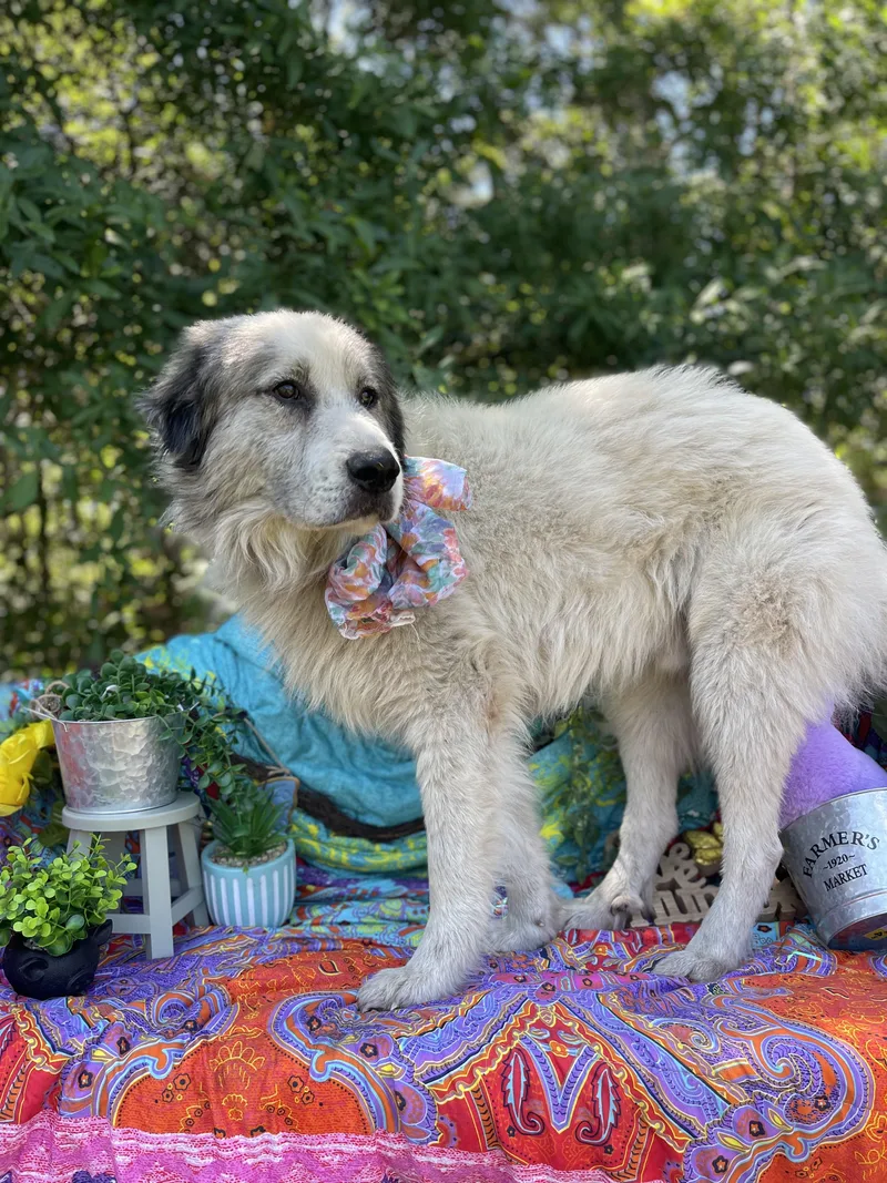 Alistair thumbnail 3