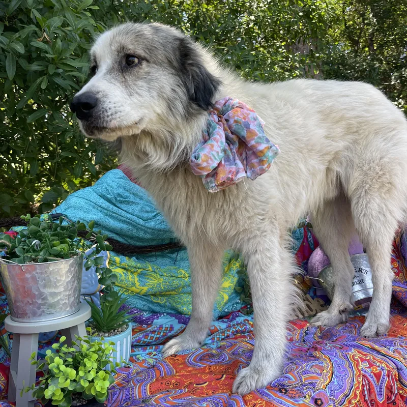 Alistair thumbnail 4