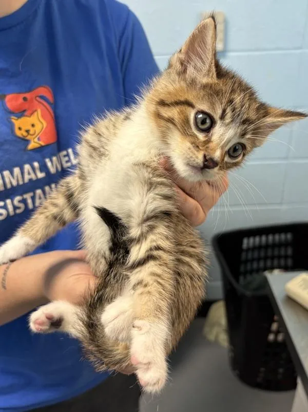 A baby small-sized male Domestic Short Hair cat named If for adoption in Lawrenceville, GA