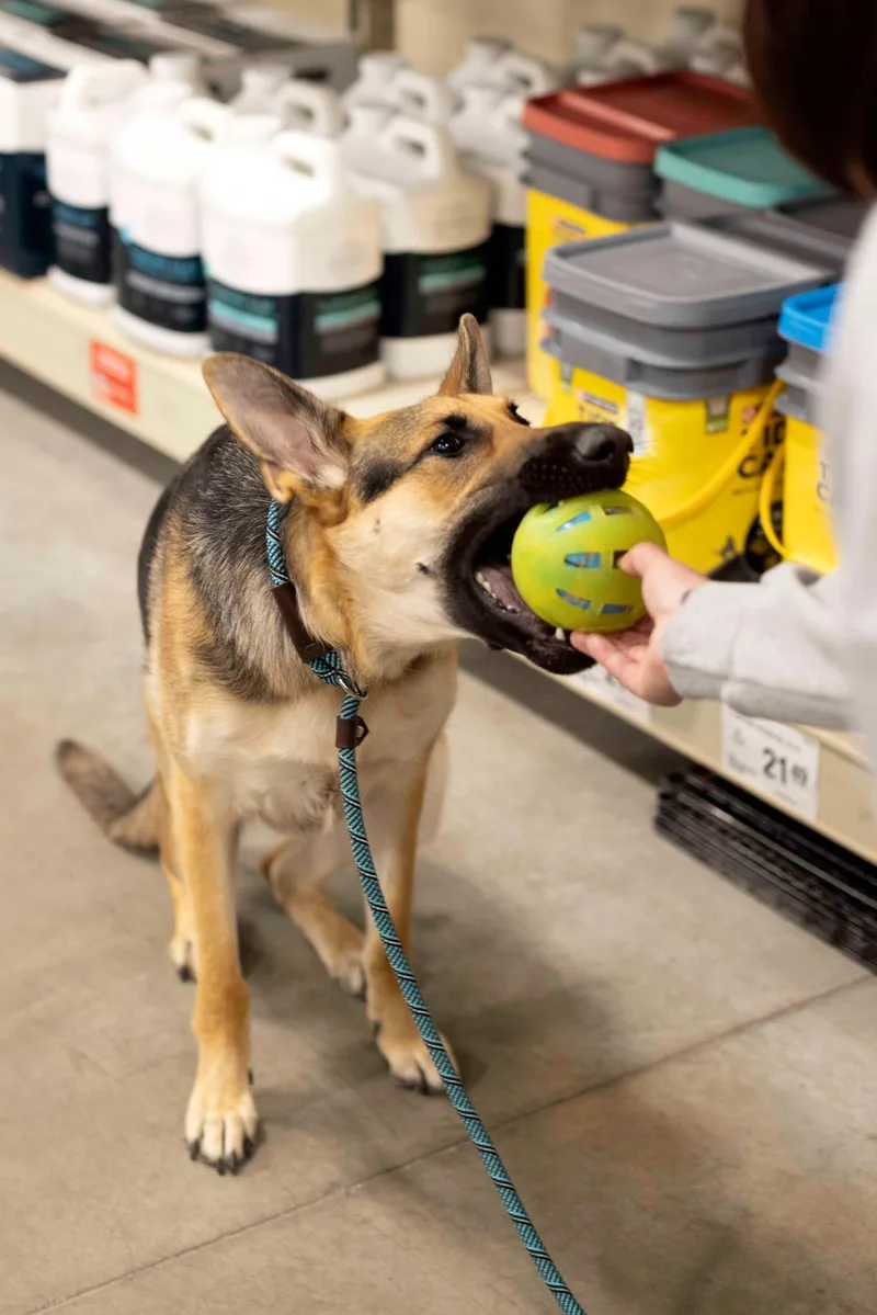 An adult large-sized female Shepherd dog named Katana for adoption in West Richland, WA