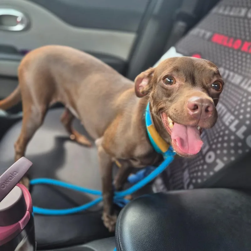 A young small-sized female Brown / Chocolate Chihuahua dog named Lani for adoption in Wahiawa, HI