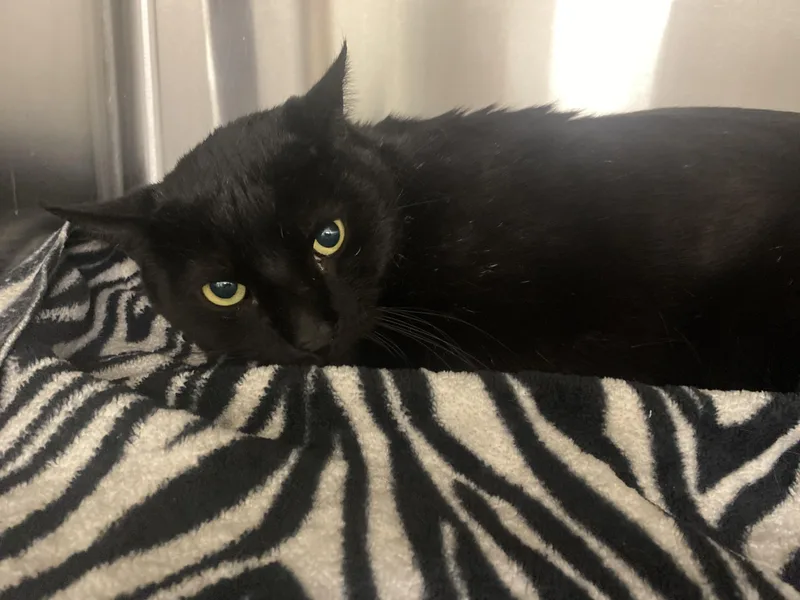 An adult extra large-sized male Domestic Short Hair cat named Stitch for adoption in Chico, CA