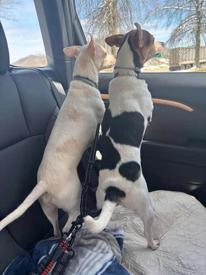 Finley And Ferris thumbnail 2