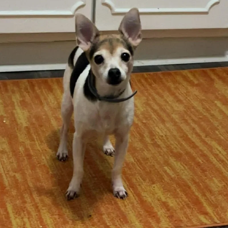 Finley And Ferris thumbnail 5