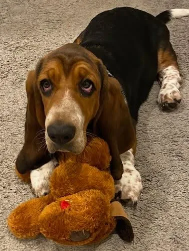 An adult medium-sized female Tricolor (Brown, Black, & White) Basset Hound dog named Ruthie for adoption in Amelia, OH