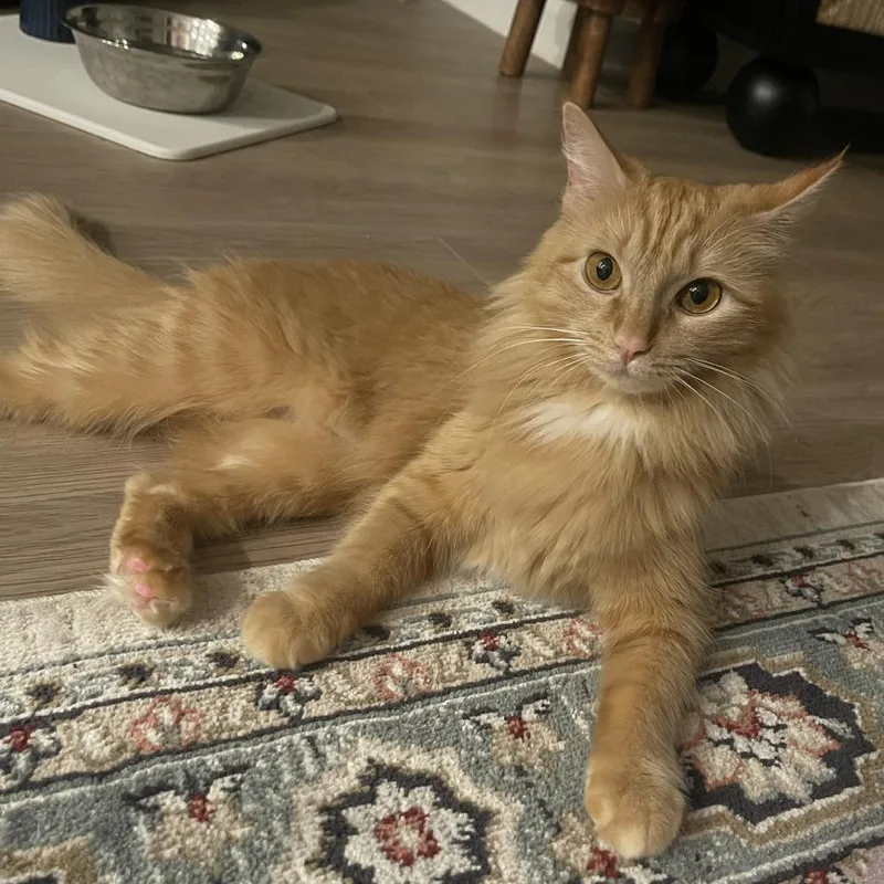 A young medium-sized female Orange / Red Domestic Long Hair cat named Natalie for adoption in Huntsville, AL