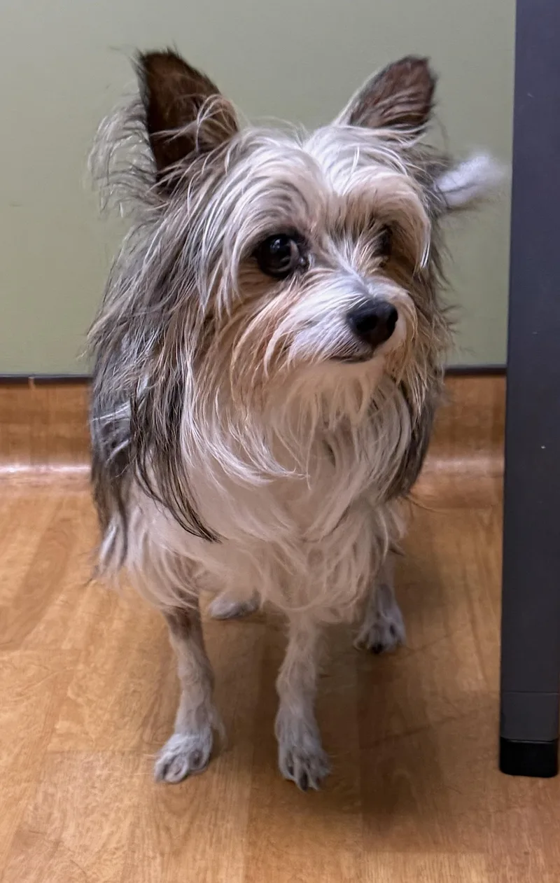 An adult small-sized male Tricolor (Brown, Black, & White) Yorkshire Terrier dog named Sunni for adoption in Mount Airy, NC