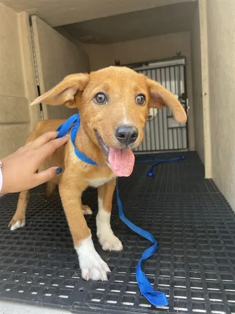 A baby small-sized male Australian Cattle Dog / Blue Heeler dog named Marco for adoption in Killeen, TX