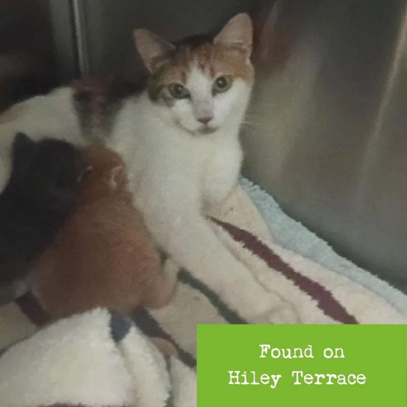 A young medium-sized female Calico Domestic Short Hair cat named Deloris Van Cartier for adoption in Lynchburg, VA
