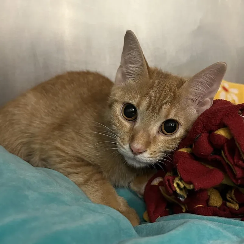 A baby small-sized female Orange / Red Domestic Short Hair cat named Kiara for adoption in West Palm Beach, FL