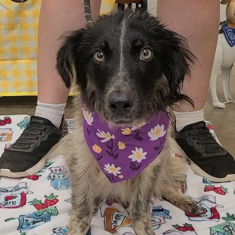 An adult medium-sized male Australian Shepherd dog named Dart for adoption in Woolwich, ME