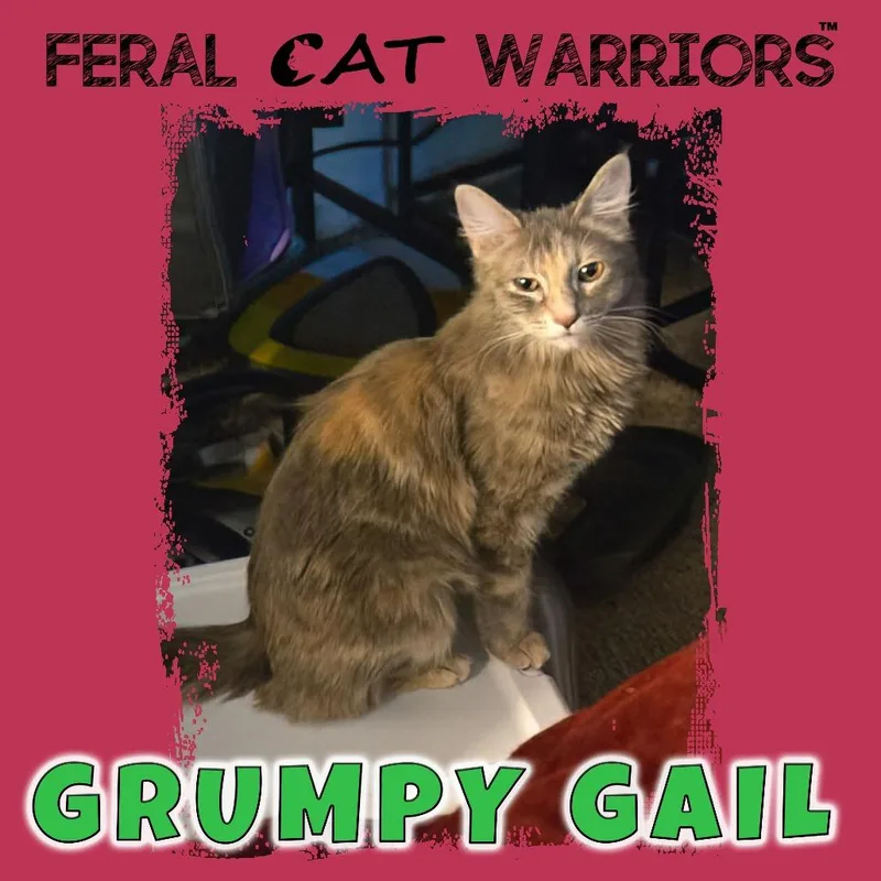 An adult small-sized female Calico Domestic Medium Hair cat named Grumpy Gail for adoption in Kingman, AZ