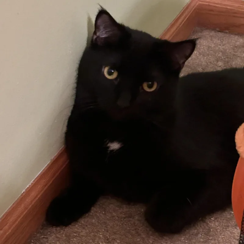 Guinness thumbnail 2