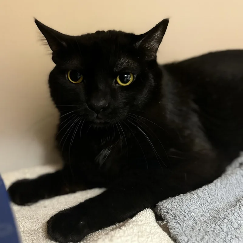 Guinness thumbnail 3