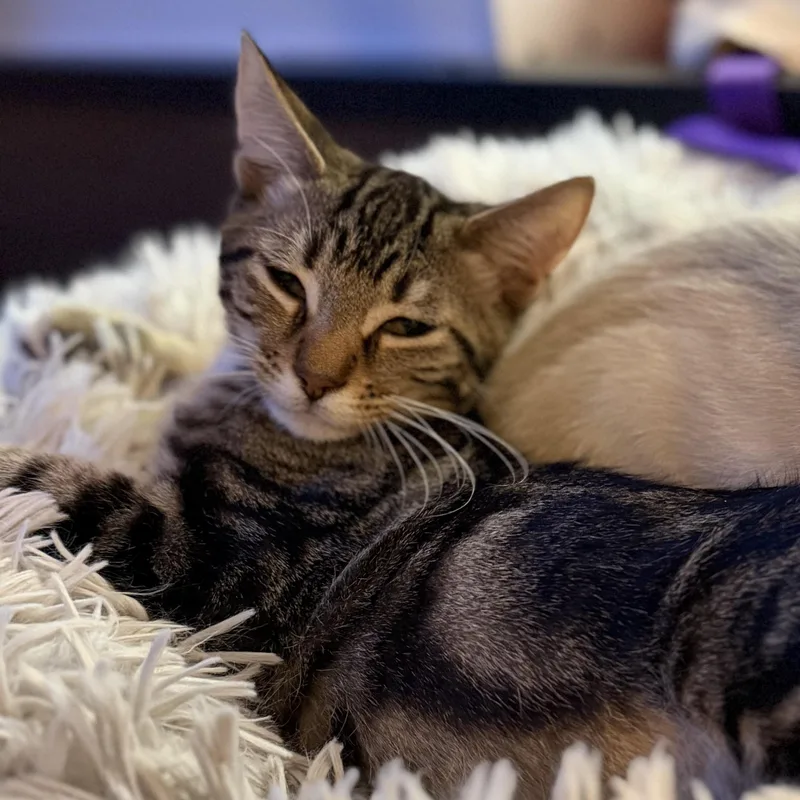 Samosa thumbnail 3