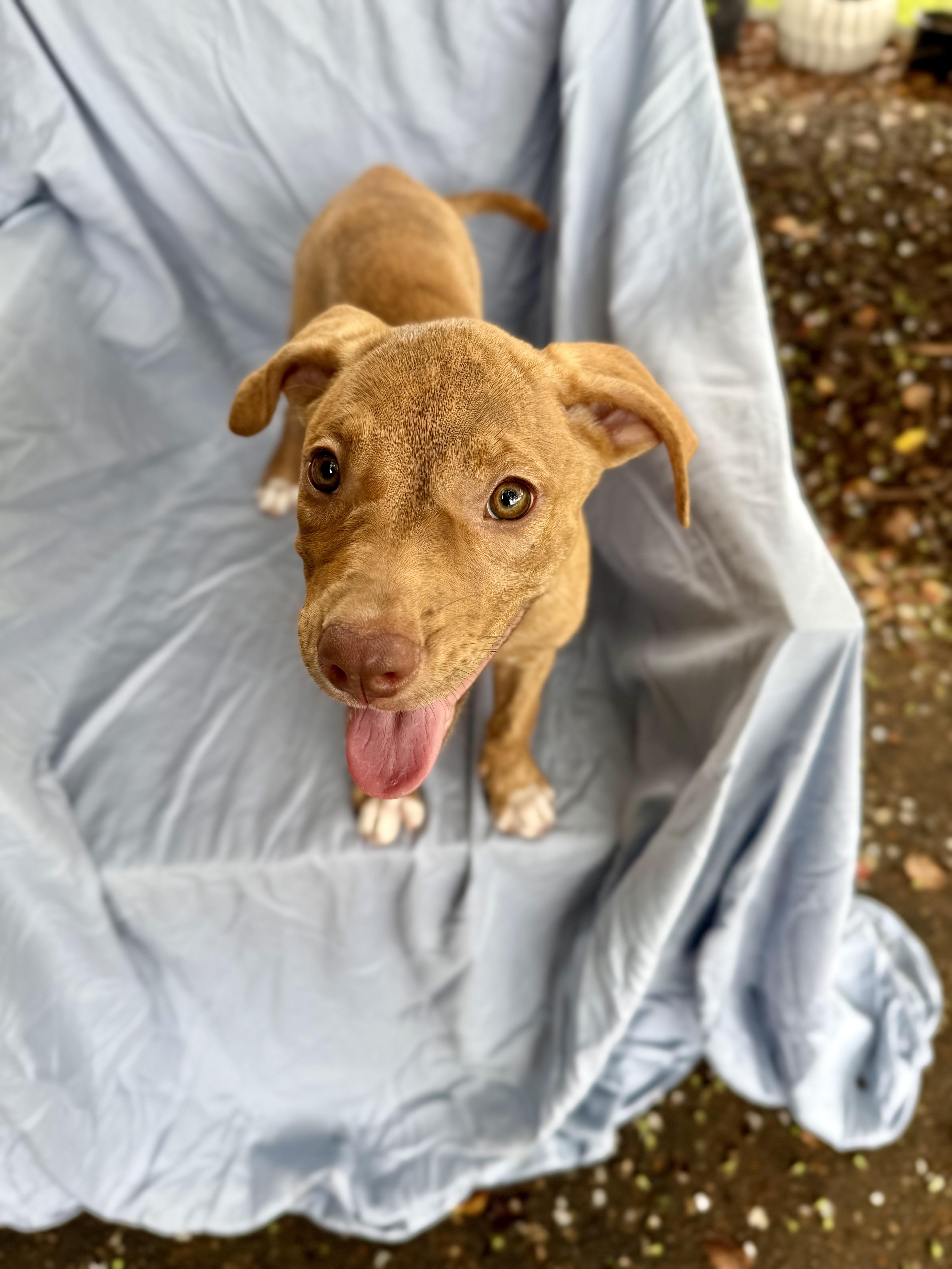 A baby medium-sized female Brindle Mixed Breed dog named Callie for adoption in Shalimar, FL