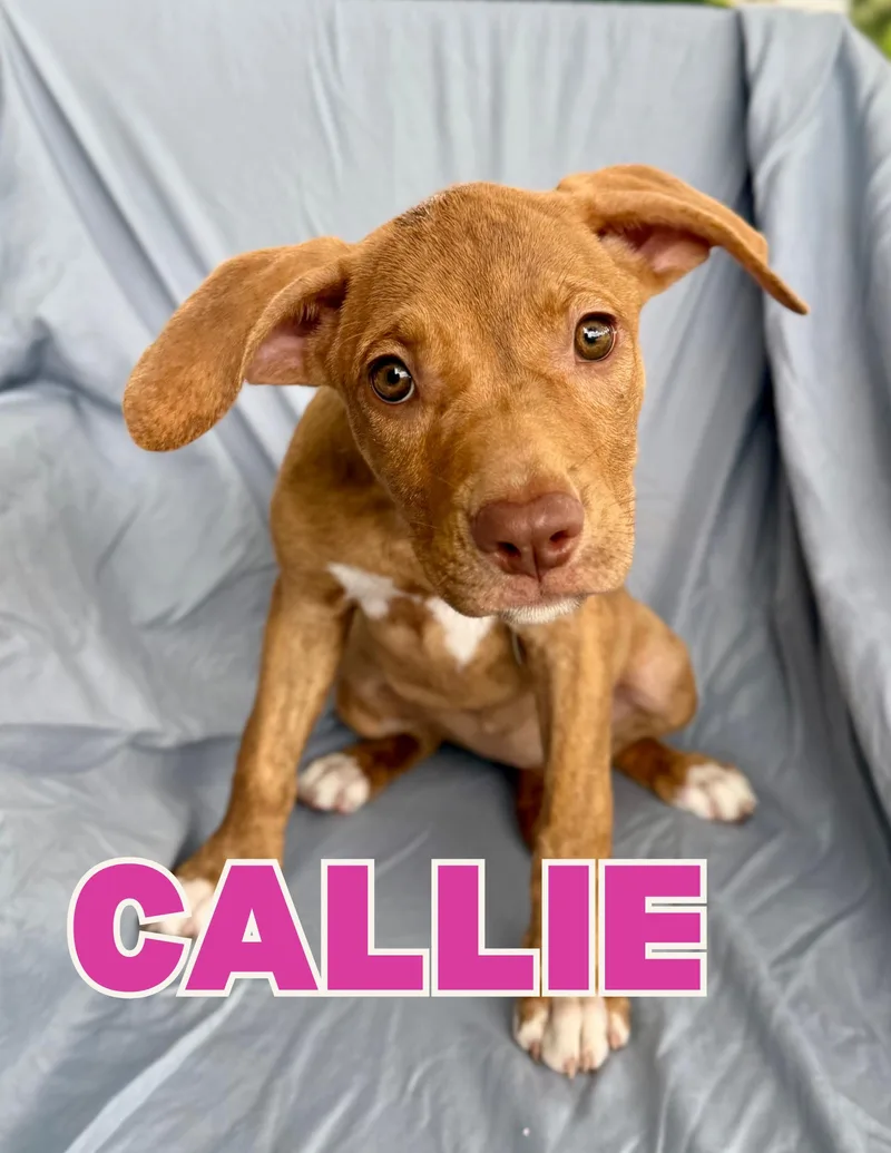 Callie thumbnail 4