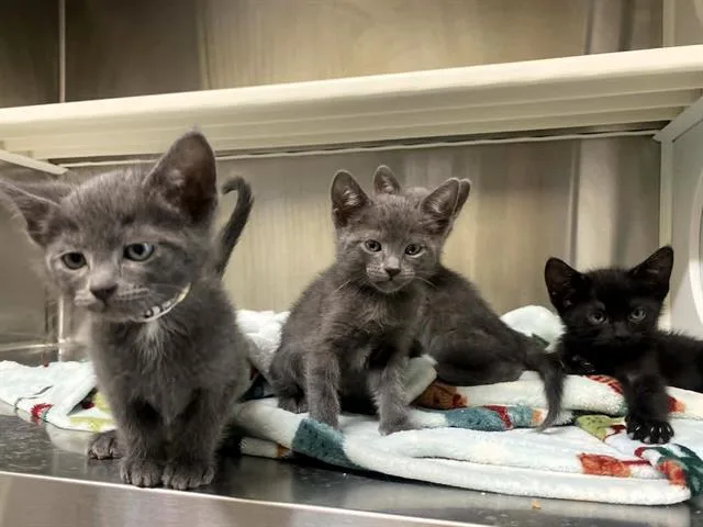 A baby small-sized male Domestic Short Hair cat named Captain for adoption in Tustin, CA
