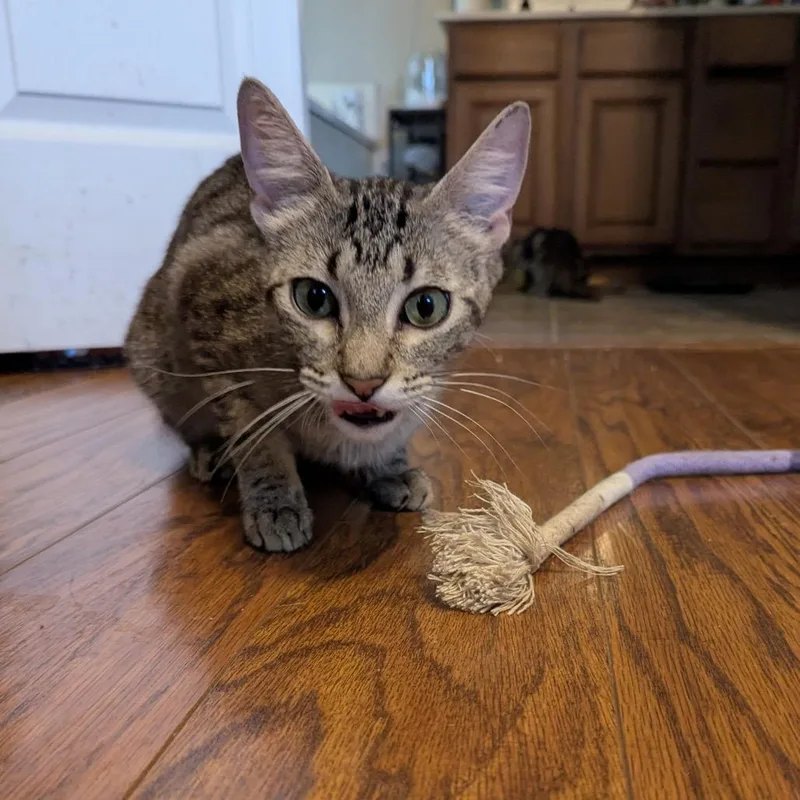 A young medium-sized female Gray / Blue / Silver Egyptian Mau cat named Candy for adoption in San Antonio, TX