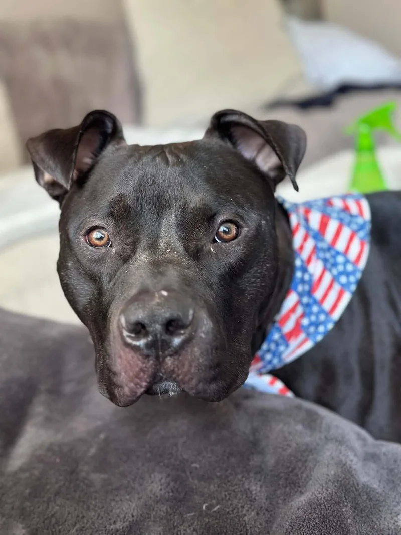 An adult large-sized male Black Mixed Breed dog named Bruno for adoption in Cincinnati, OH