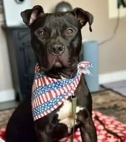 Bruno thumbnail 5