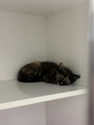 Clementine