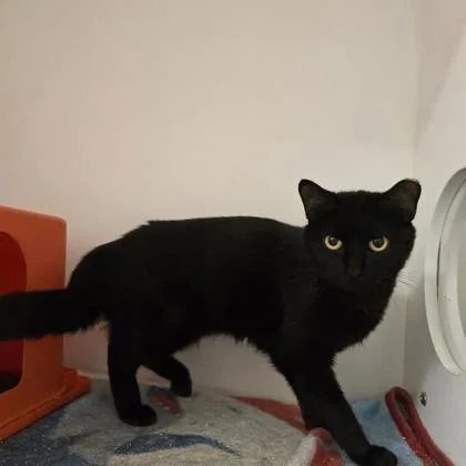 A young medium-sized female Domestic Short Hair cat named Mimi for adoption in Janesville, WI