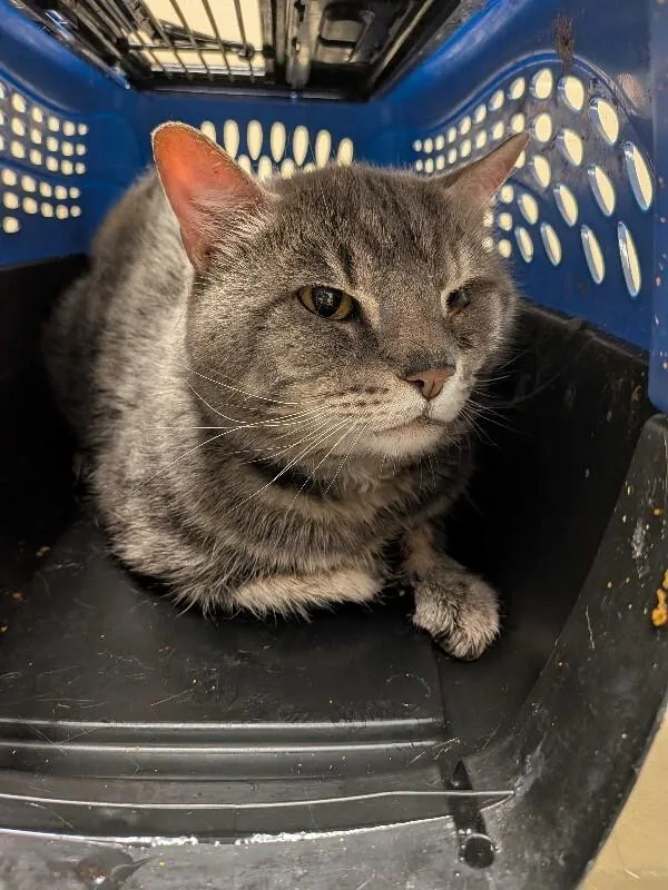 An adult medium-sized female Tabby (Gray / Blue / Silver) Domestic Short Hair cat named Reverend for adoption in Cincinnati, OH