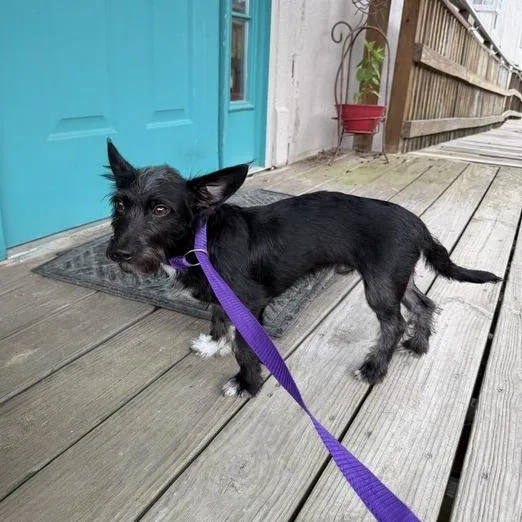 A young small-sized male Black Terrier dog named Blackeyed Pea for adoption in Carencro, LA