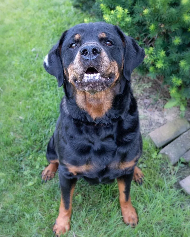 An adult large-sized female Shepherd dog named Analiese for adoption in Boone, IA