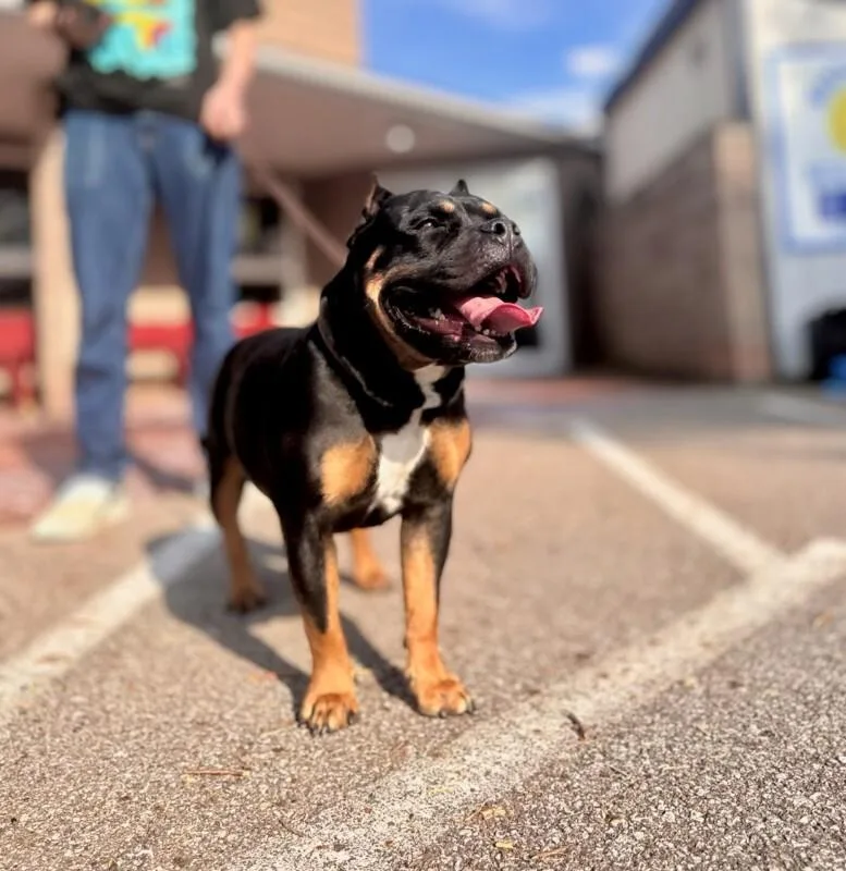 An adult medium-sized female Tricolor (Brown, Black, & White) Mixed Breed dog named Rockie for adoption in Wooster, OH
