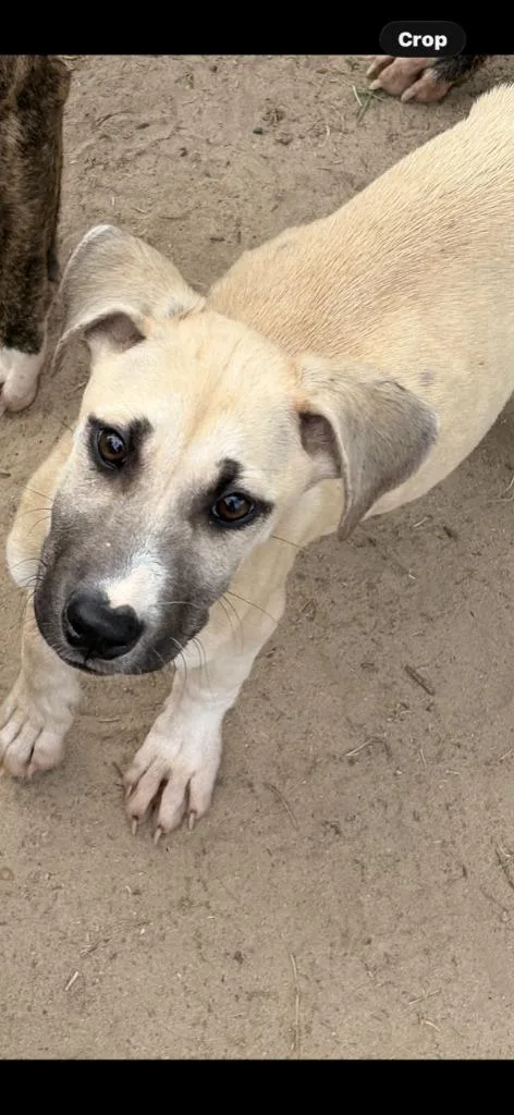 A baby small-sized female Mixed Breed dog named Pineapple for adoption in Effingham, SC
