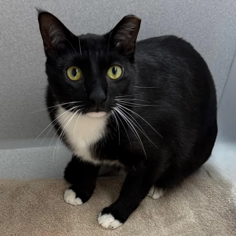 An adult large-sized male Black Domestic Short Hair cat named James Bond for adoption in Pittsburgh, PA