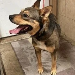 An adult medium-sized male Mixed Breed dog named Rocky for adoption in Denison, IA