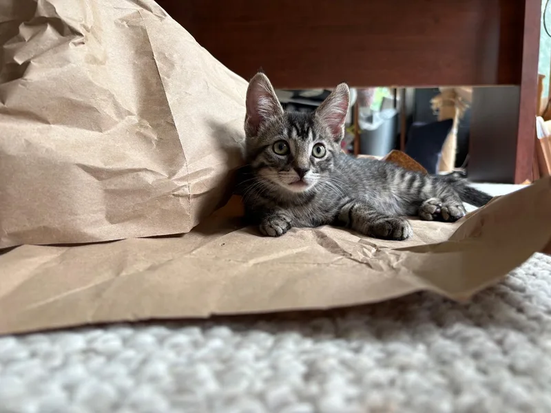 A baby medium-sized male Domestic Short Hair cat named Woody for adoption in Karns City, PA