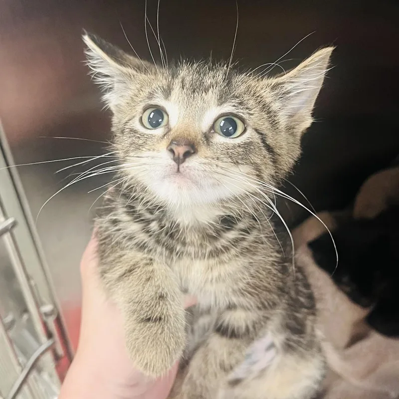 A baby small-sized male Brown / Chocolate Domestic Short Hair cat named Kiwi for adoption in Indianapolis, IN