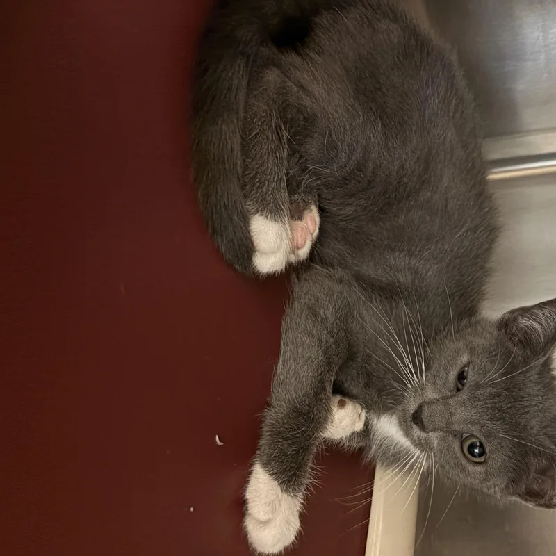A baby medium-sized female Gray & White Domestic Short Hair cat named Dolly Purrton for adoption in Honesdale, PA