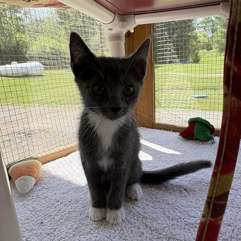 Dolly Purrton thumbnail 2
