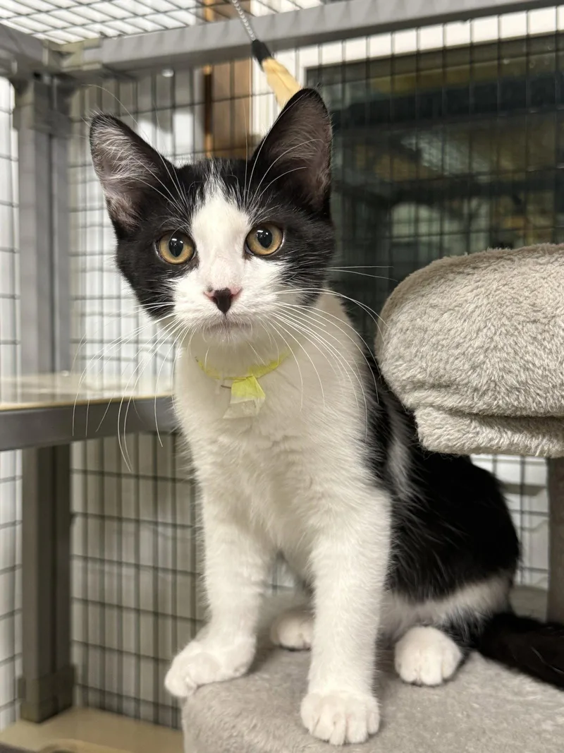 A young medium-sized male Domestic Short Hair cat named Chestnut for adoption in Williamsburg, IA