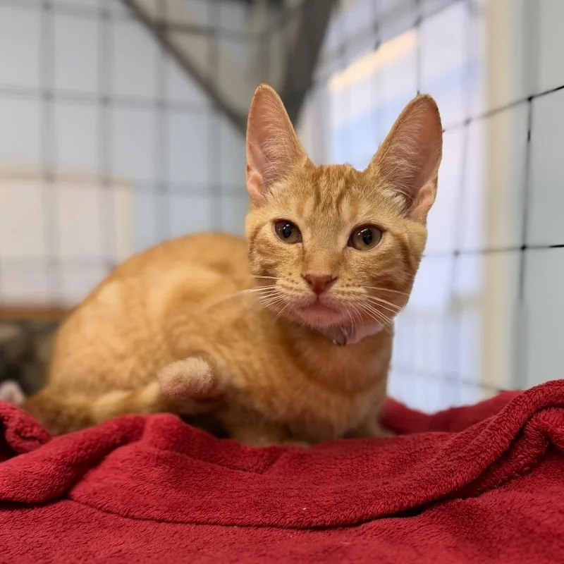 A baby small-sized male Domestic Short Hair cat named Andreas for adoption in Portage, MI