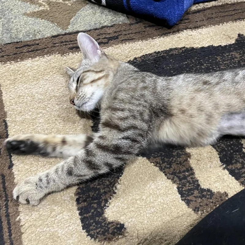 Sansa Stark thumbnail 2