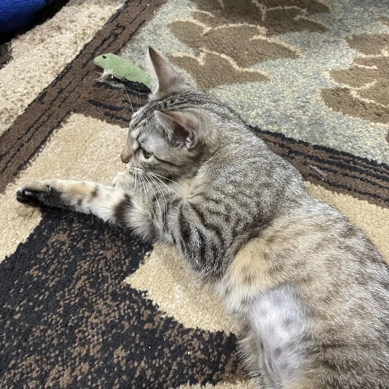 Sansa Stark thumbnail 4