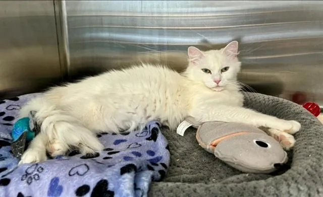 An adult small-sized female Domestic Medium Hair cat named Seashell for adoption in Kalamazoo, MI