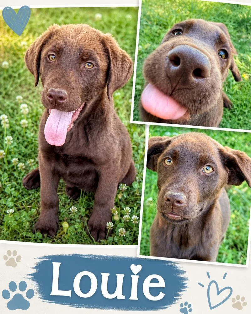 Corneta  Louie