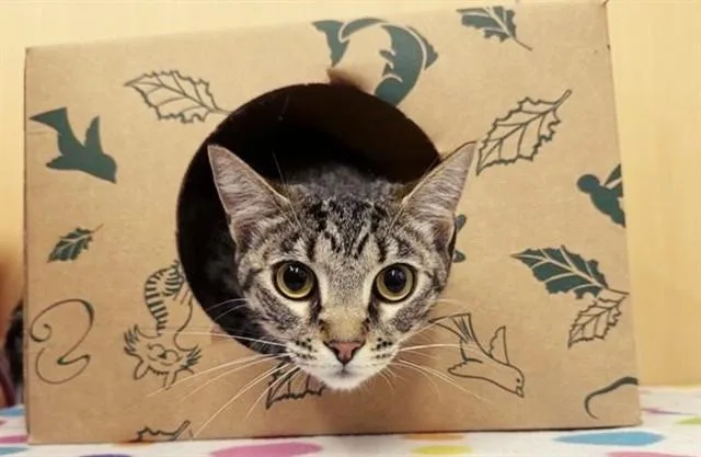 An adult small-sized female Domestic Short Hair cat named Nala for adoption in Saint Louis, MO