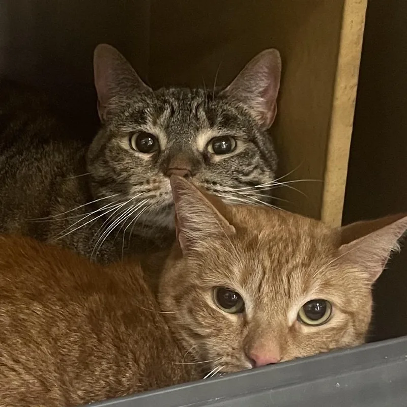 An adult small-sized female Brown / Chocolate Domestic Short Hair cat named Chai Georgia TL for adoption in Tallahassee, FL