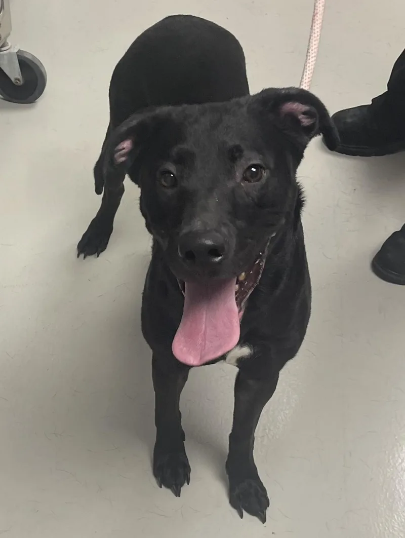 An adult medium-sized female Black Labrador Retriever dog named Willow for adoption in Danville, IN