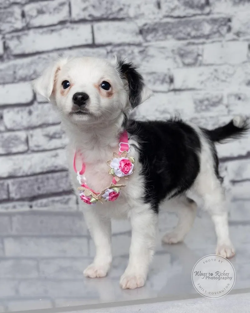 A baby small-sized female White / Cream Papillon dog named Olivia pounds for adoption in Tuscaloosa, AL
