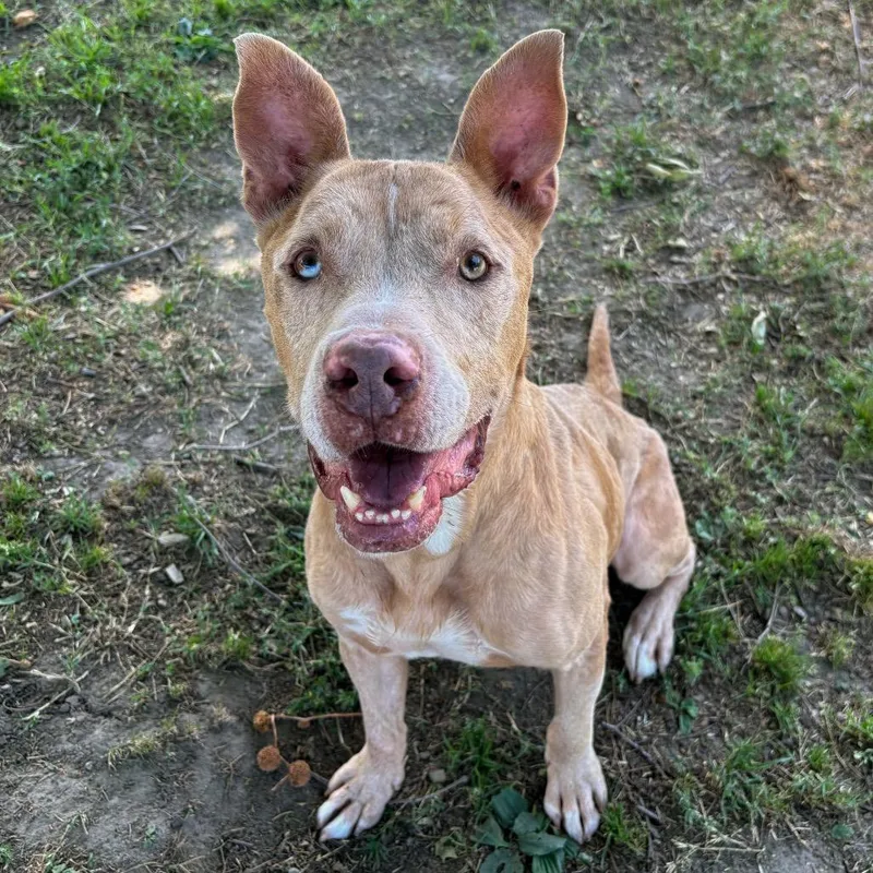 An adult medium-sized male Yellow / Tan / Blond / Fawn Catahoula Leopard Dog dog named Murray for adoption in San Jacinto, CA