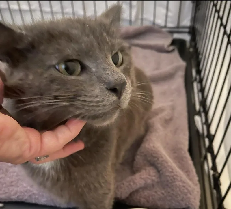 An adult medium-sized male Gray & White Russian Blue cat named Hopper for adoption in Chicago, IL